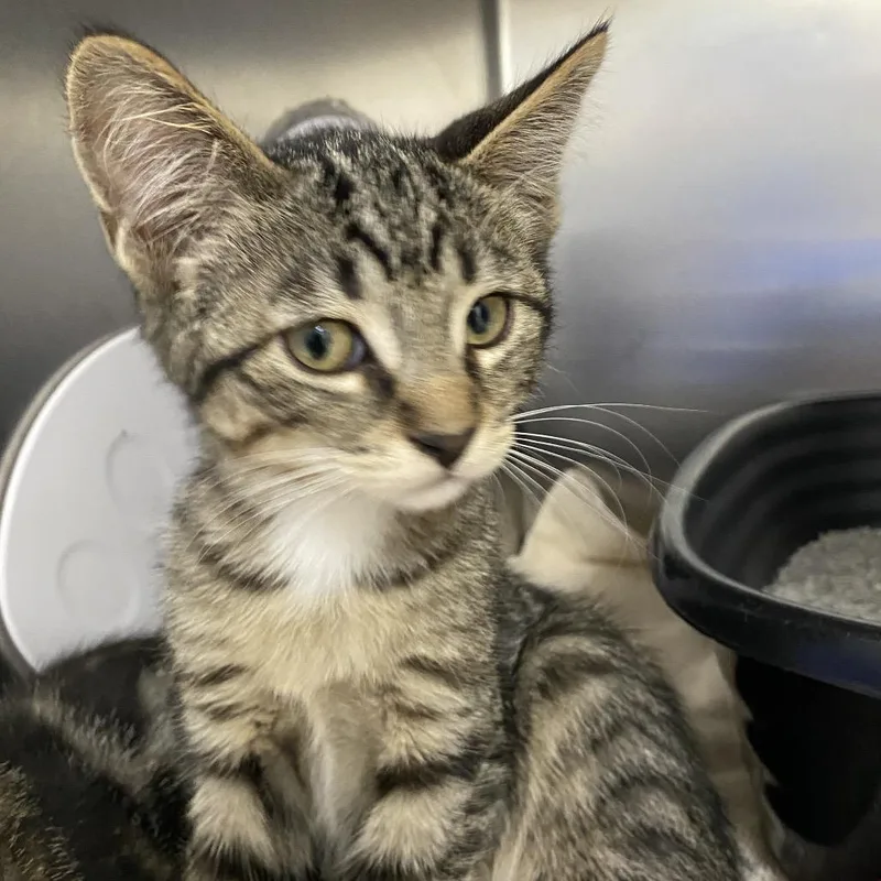 A baby small-sized male Brown / Chocolate Domestic Short Hair cat named Hateno for adoption in Grand Rapids, MI