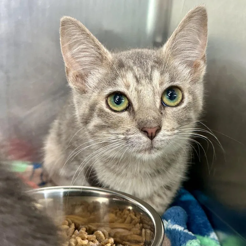 A baby small-sized female Gray / Blue / Silver Domestic Short Hair cat named Stellar for adoption in Matteson, IL