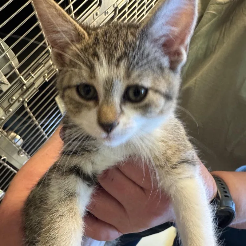 A baby small-sized female Brown / Chocolate Domestic Short Hair cat named Miranda for adoption in Columbia Station, OH