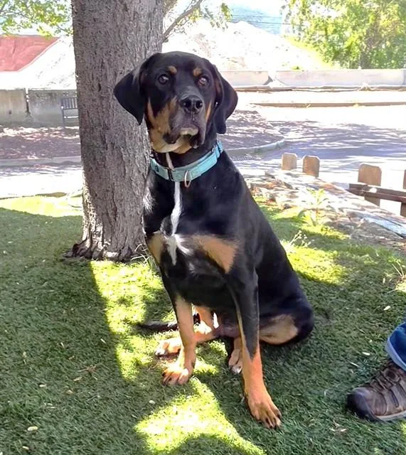 A young large-sized male Tricolor (Brown, Black, & White) Black and Tan Coonhound dog named Popeye for adoption in Phoenix, OR