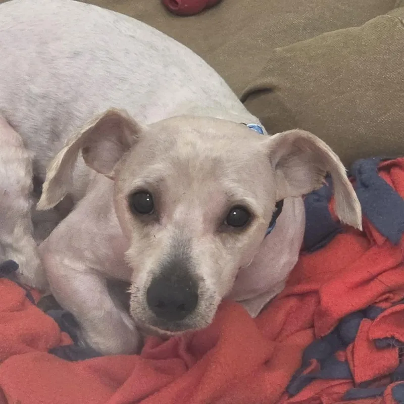 A young small-sized male Gray / Blue / Silver Mixed Breed dog named Chico for adoption in Evanston, IL