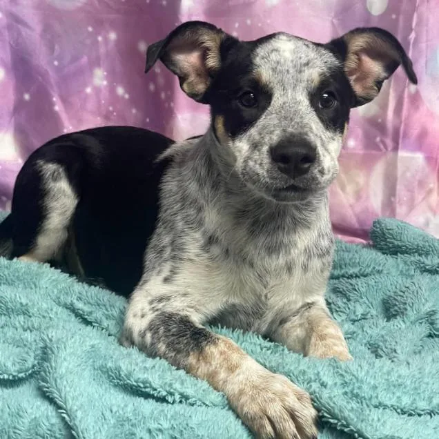 A baby small-sized female Black Australian Cattle Dog / Blue Heeler dog named Posh for adoption in Fort Collins, CO