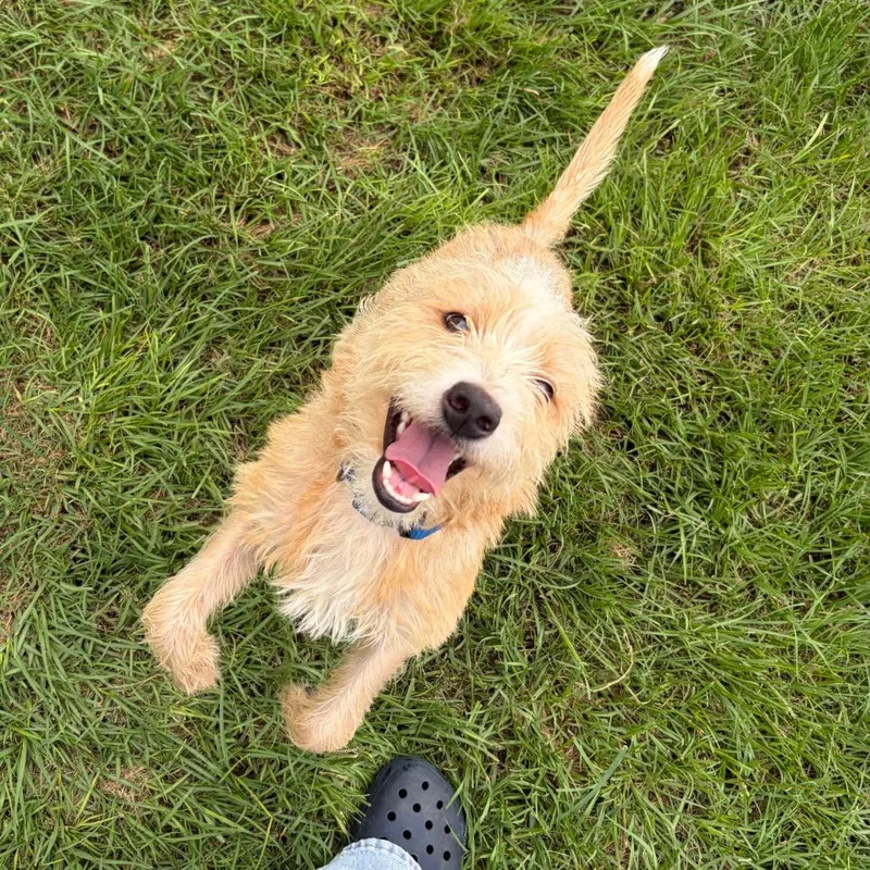 A young small-sized male Yellow / Tan / Blond / Fawn Terrier dog named Sorley for adoption in Houston, TX