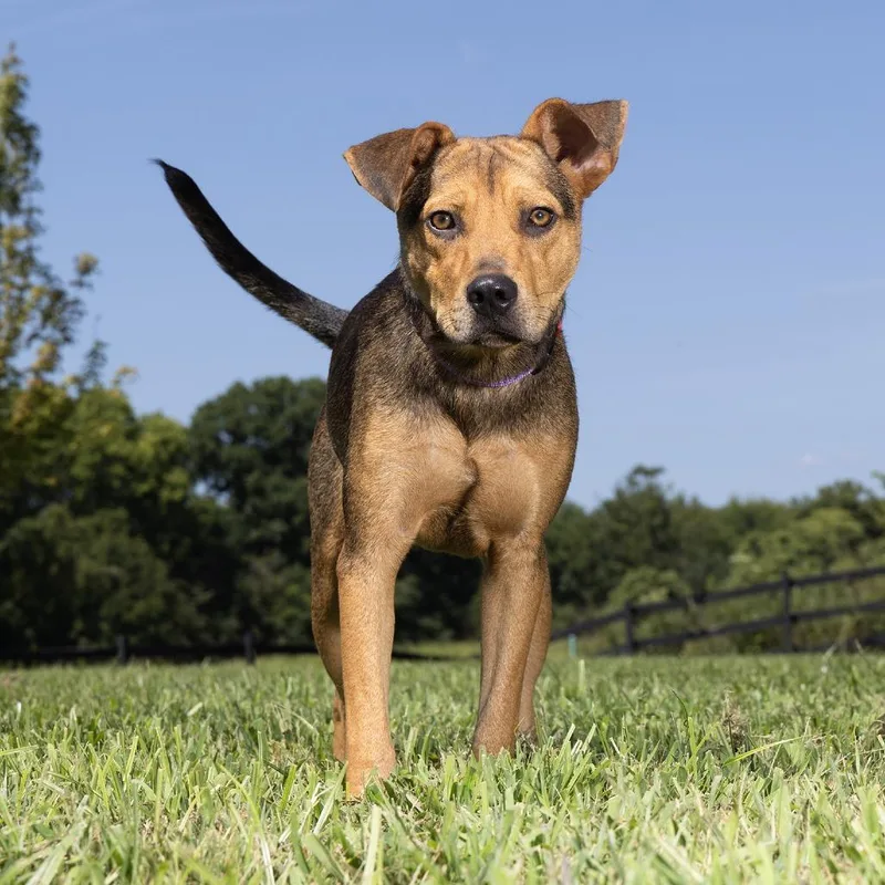 An adult medium-sized male Black Mixed Breed dog named Jeremy for adoption in Franklin, TN