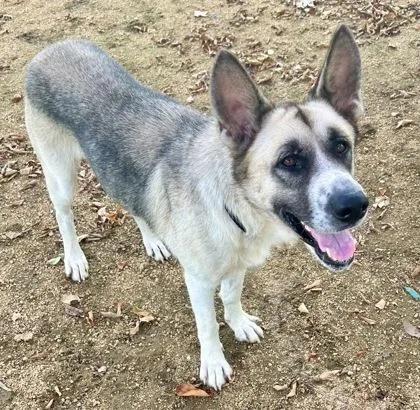 An adult large-sized female White / Cream Mixed Breed dog named Toyota for adoption in Georgetown, TX