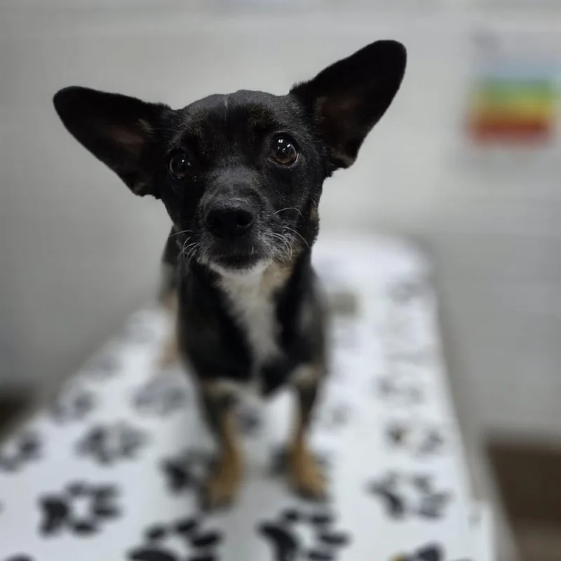 An adult small-sized female Black Chihuahua dog named Ricca for adoption in Incline Village, NV