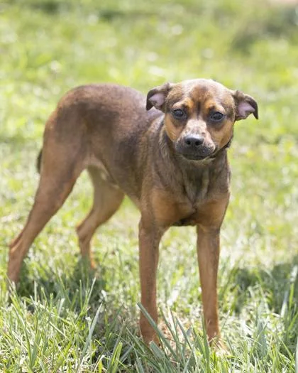 An adult large-sized male Brown / Chocolate Mixed Breed dog named Knox for adoption in Bedford, IN