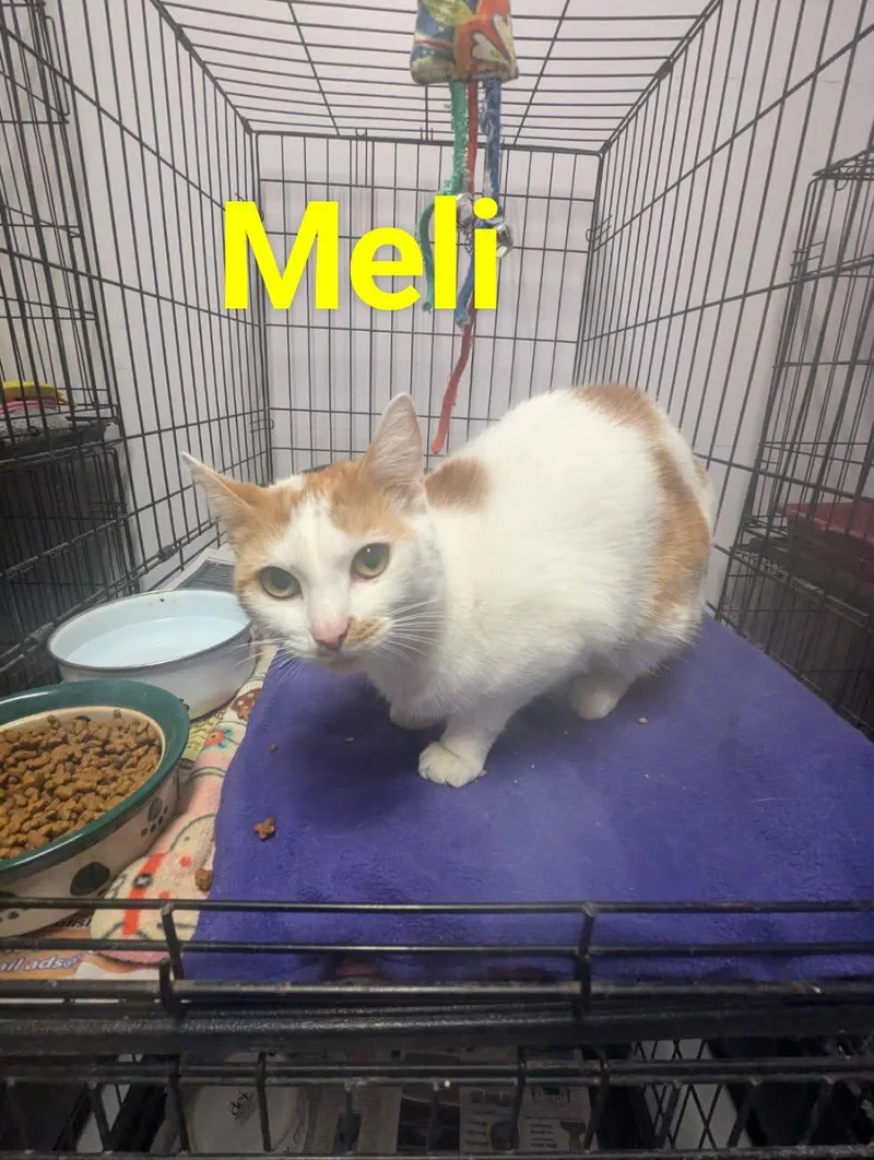 Meli