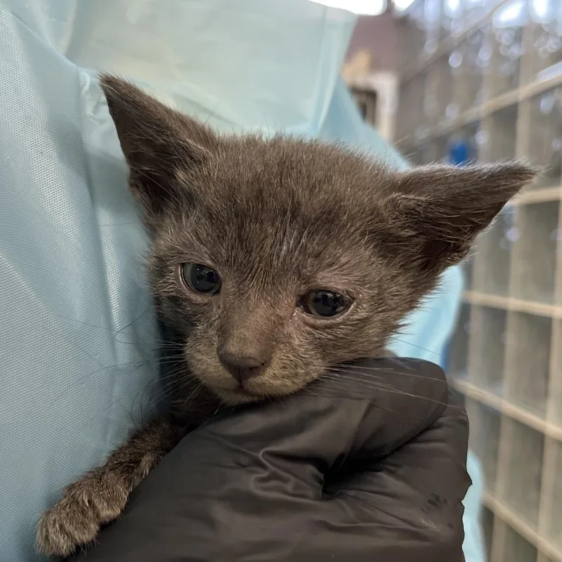 A baby small-sized male Domestic Short Hair cat named Hubble for adoption in West Palm Beach, FL
