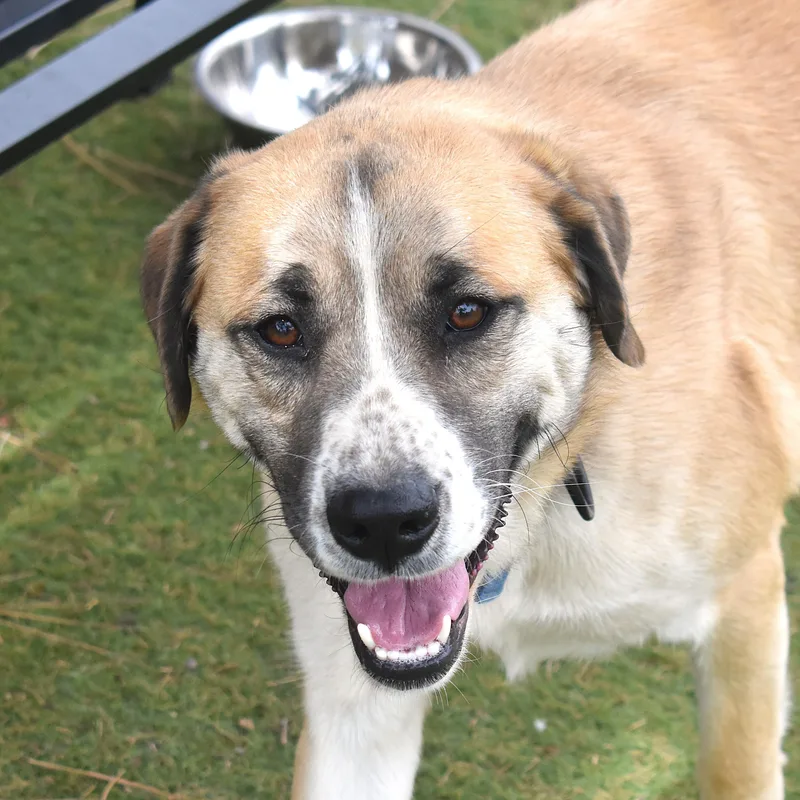 An adult medium-sized male Brown / Chocolate Mixed Breed dog named Rodeo for adoption in Flagstaff, AZ
