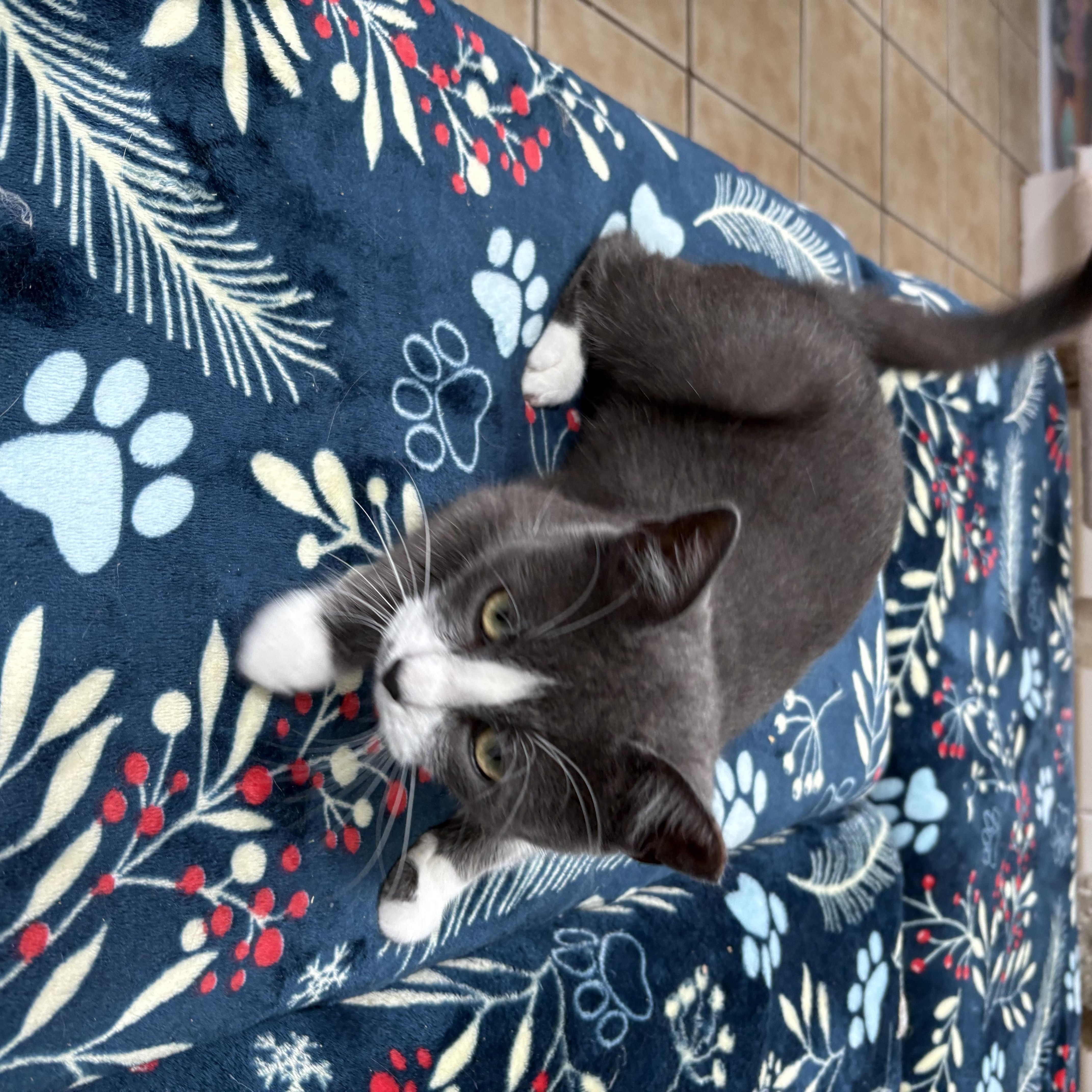 A baby medium-sized female Gray / Blue / Silver Domestic Short Hair cat named Cindy Lou Who for adoption in Hamilton, NJ