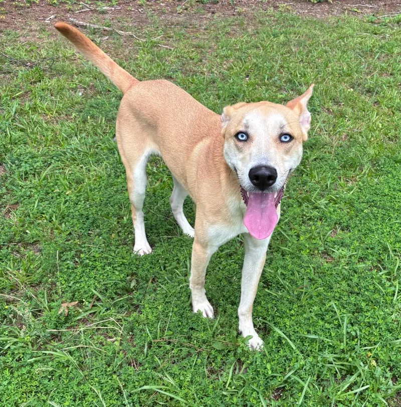 A young large-sized male Greyhound dog named Dingo for adoption in Little Rock, AR