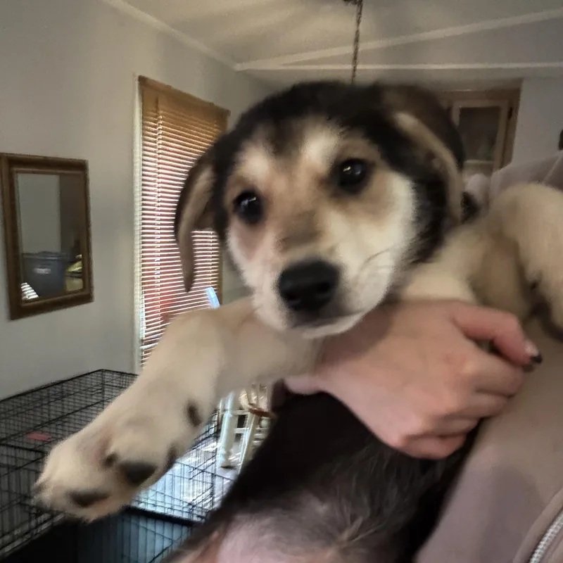 A baby large-sized female Mixed Breed dog named Chatham for adoption in Salisbury, NC