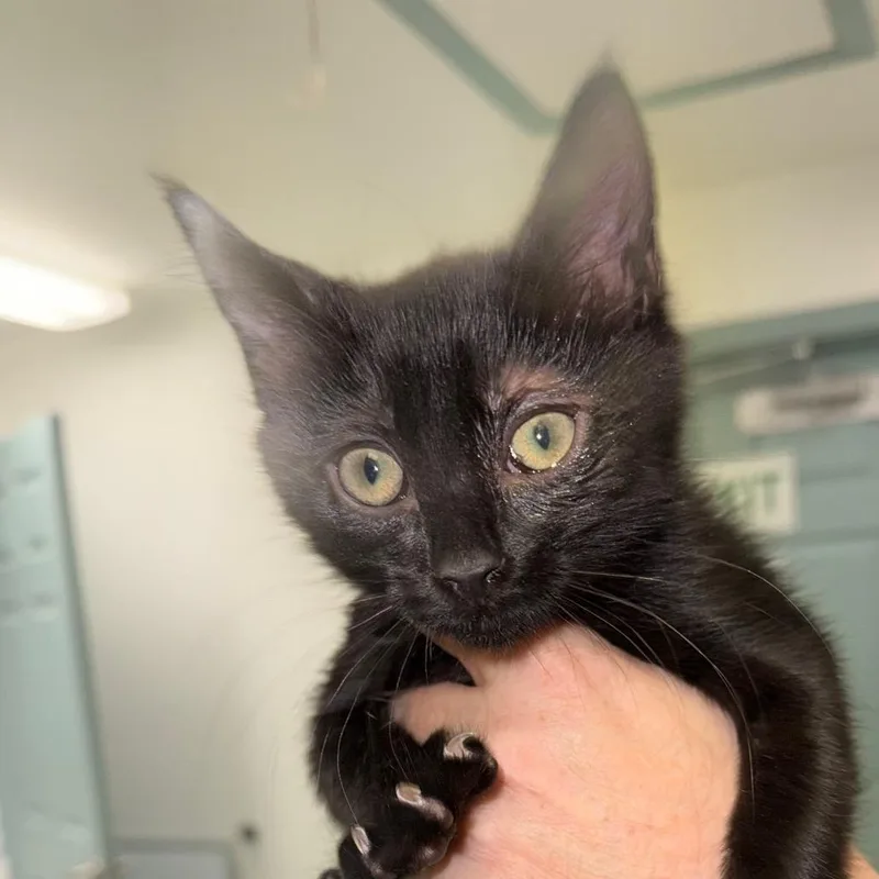 A baby extra large-sized female Gray / Blue / Silver American Shorthair cat named Pluto for adoption in Mount Shasta, CA