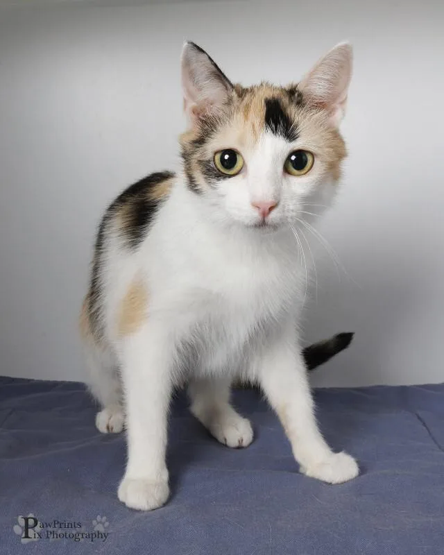 An adult medium-sized female Calico cat named Feline Dion for adoption in Maryville, TN