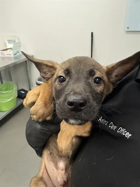 A baby small-sized male Belgian Shepherd / Malinois dog named Ibiza for adoption in Corpus Christi, TX