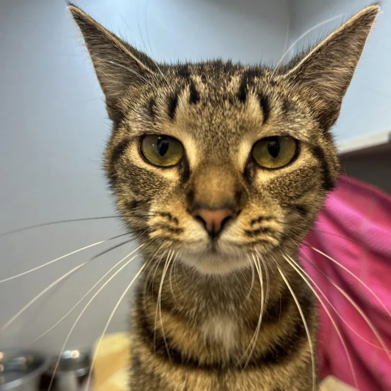 A young medium-sized female Brown / Chocolate Domestic Short Hair cat named Kaya for adoption in Pittsburgh, PA