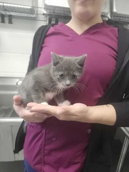 An adult small-sized male Domestic Short Hair cat named Mowgli for adoption in Spruce Pine, NC