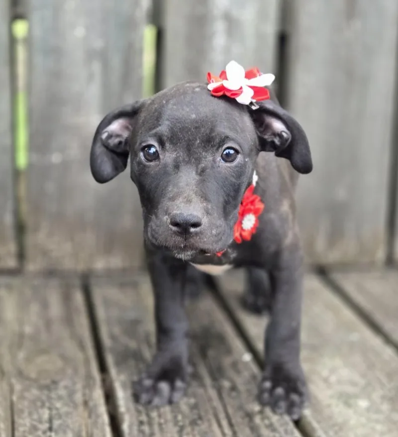 Diamond thumbnail 2
