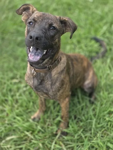 Ranger