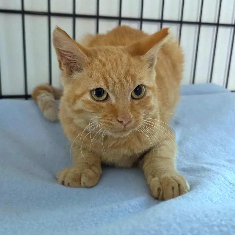 A baby small-sized male Orange / Red Domestic Short Hair cat named Kiki for adoption in Jessup, MD