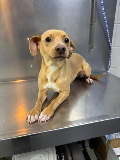 An adult medium-sized male Mixed Breed dog named Jayz D for adoption in West Chester, PA