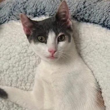 A baby small-sized female Calico Domestic Short Hair cat named Lil for adoption in Orangevale, CA