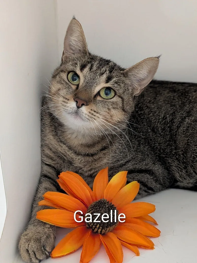 An adult medium-sized female Tabby (Brown / Chocolate) Domestic Short Hair cat named Gazelle for adoption in Flint, MI