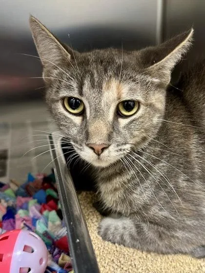 An adult medium-sized female Black Domestic Short Hair cat named Swirls for adoption in Wichita, KS