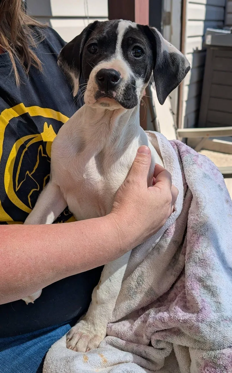 A baby medium-sized female White / Cream German Shorthaired Pointer dog named Lucy Lou for adoption in Amelia, OH