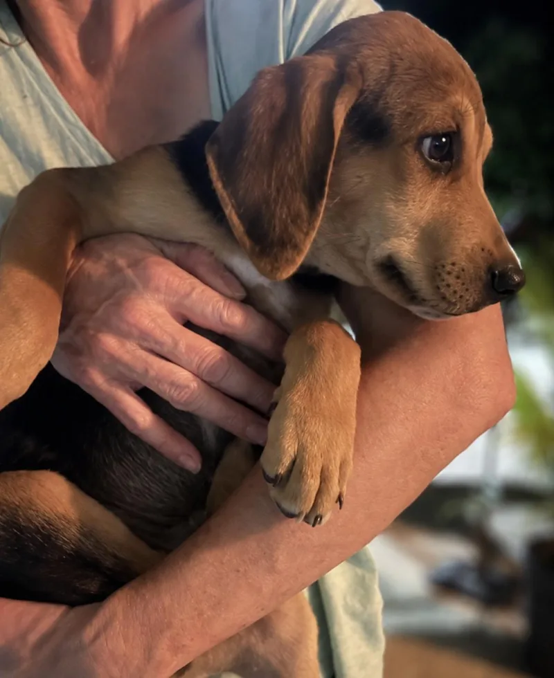 A baby small-sized male Black and Tan Coonhound dog named River for adoption in TULSA, OK
