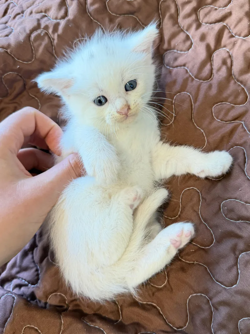 Cotton