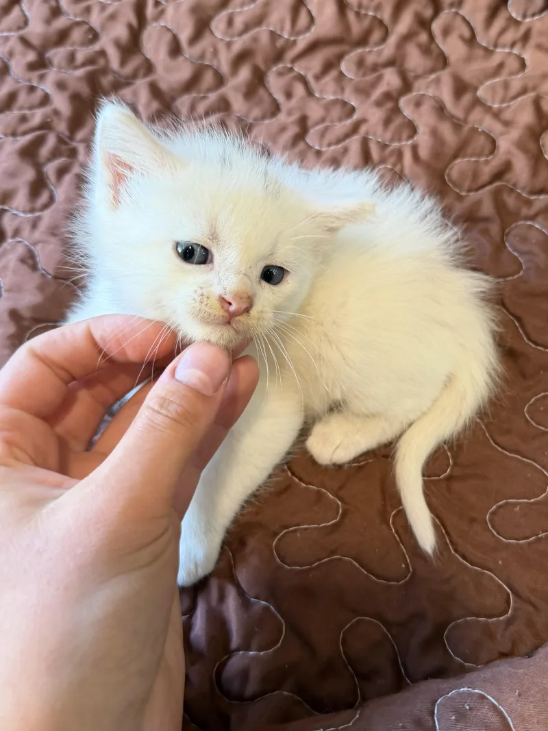 Cotton thumbnail 2