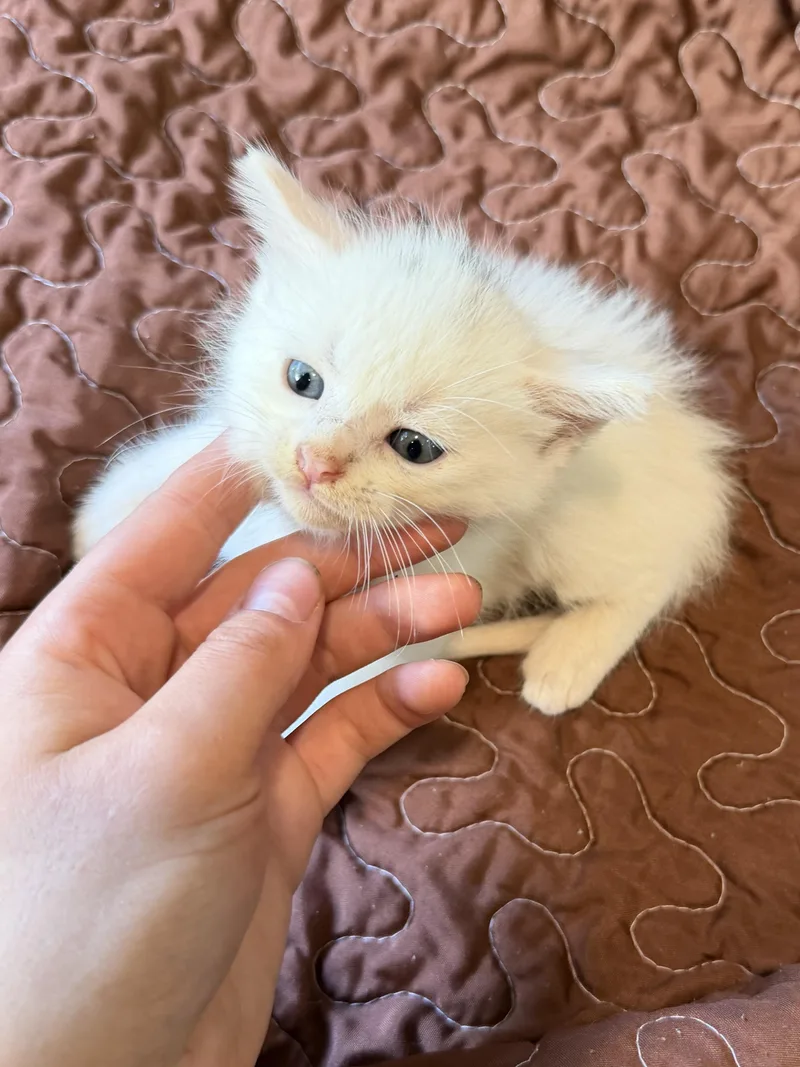 Cotton thumbnail 6