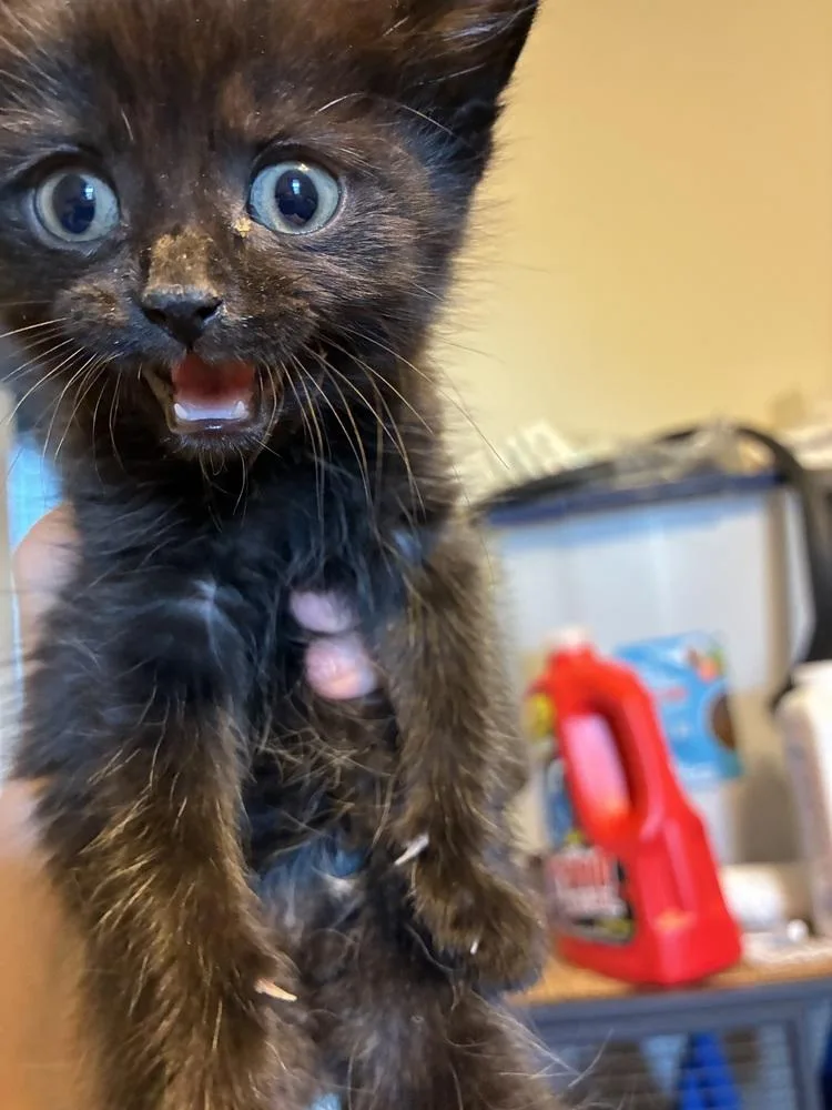 A baby small-sized male Black Domestic Medium Hair cat named Lex for adoption in Greensboro, NC