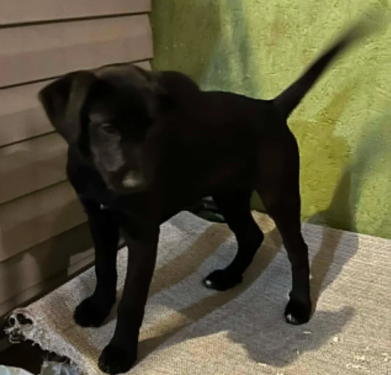Sapling Pups  Willow thumbnail 2