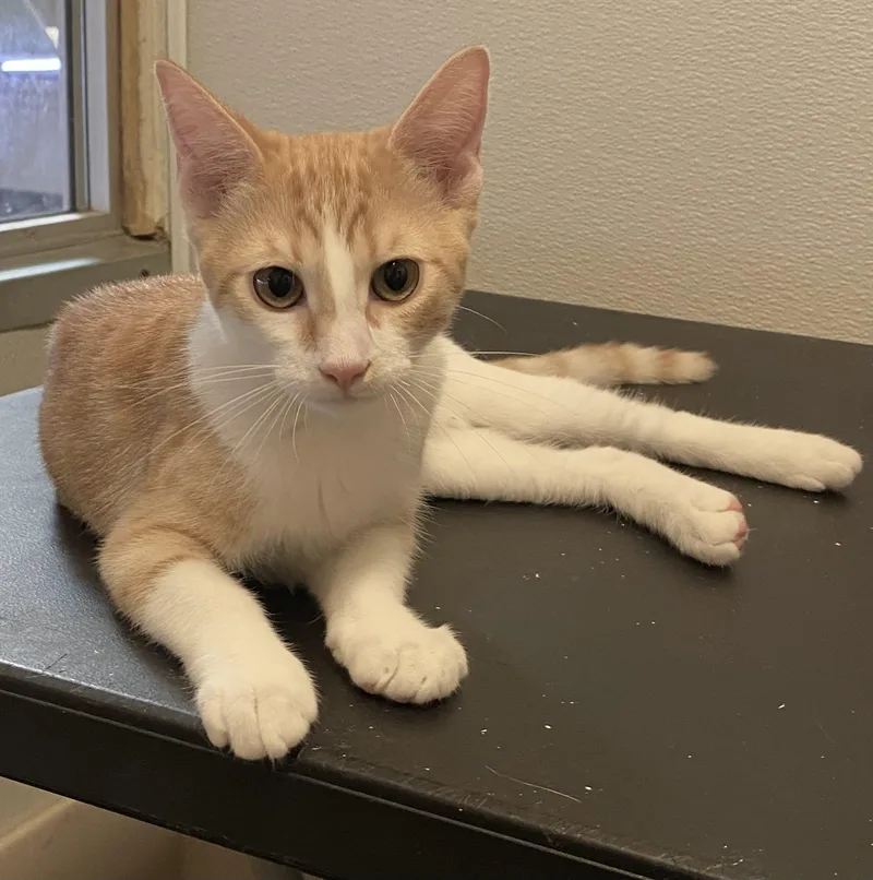 A baby medium-sized male Orange & White Domestic Short Hair cat named Tupelo for adoption in Los Angeles, CA