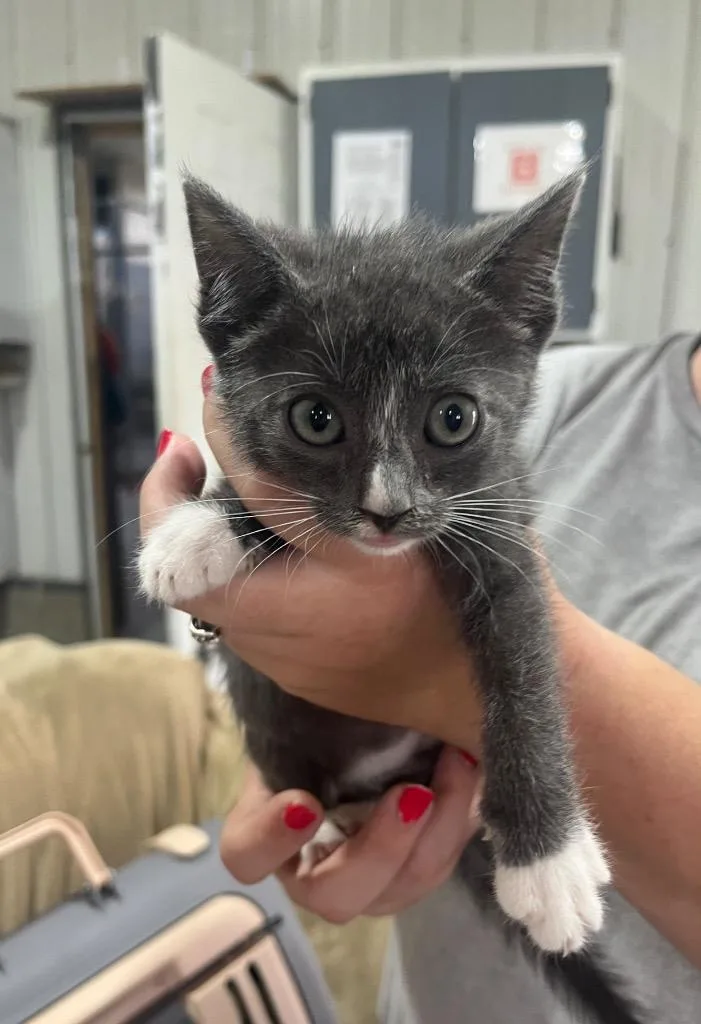 A baby small-sized female Russian Blue cat named Elsa for adoption in Kell, IL