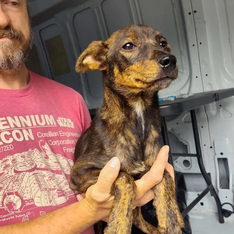 A baby medium-sized female Mixed Breed dog named Sadie Girl for adoption in Danville, VT