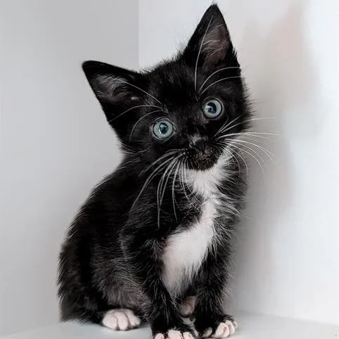 A baby small-sized female Black Domestic Short Hair cat named Amby for adoption in San Antonio, TX