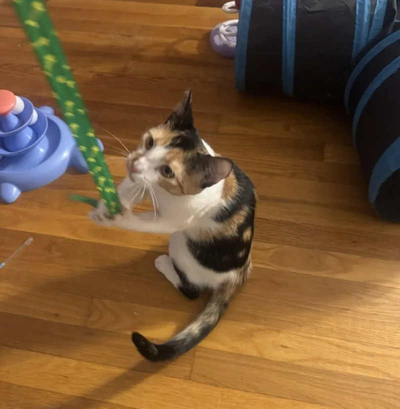 A young medium-sized female Domestic Short Hair cat named Megan for adoption in Enfield, CT