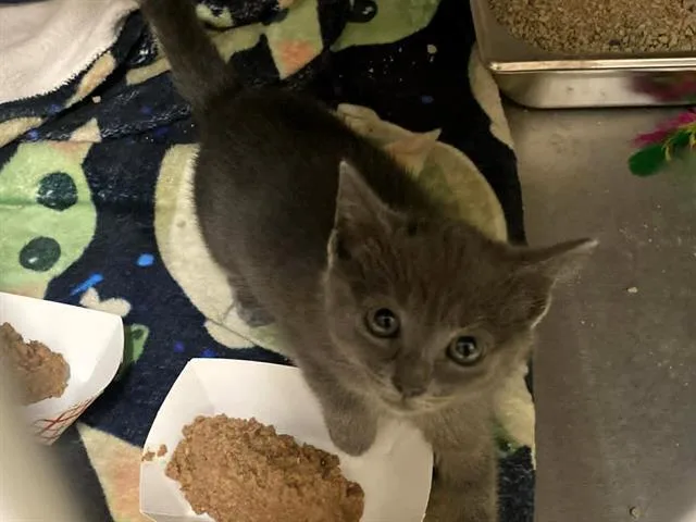A baby small-sized female Domestic Short Hair cat named Miso for adoption in Tustin, CA