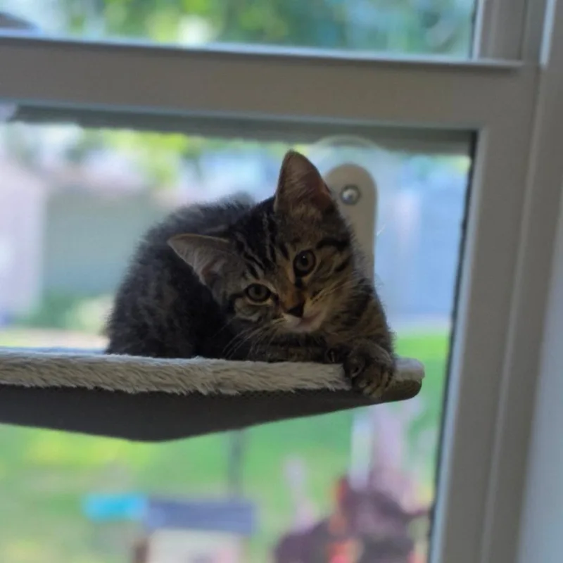 A baby small-sized female Brown / Chocolate Domestic Short Hair cat named Goldie for adoption in Muncie, IN