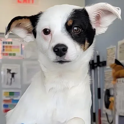 A young small-sized female Chihuahua dog named Minnie for adoption in Phoenix, AZ