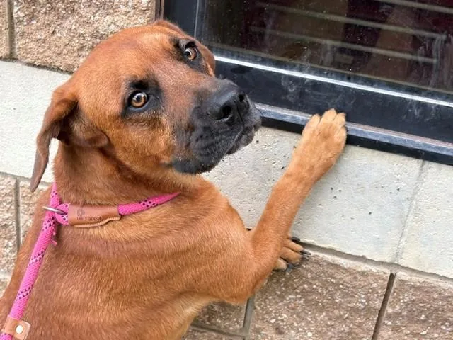 A young medium-sized female Pit Bull Terrier dog named Ellie for adoption in Tulsa, OK