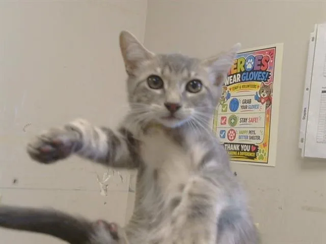 A baby small-sized male Domestic Short Hair cat named Gustavo for adoption in Sacramento, CA