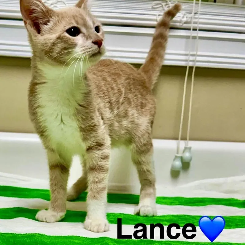 A baby small-sized male Buff / Tan / Fawn Domestic Short Hair cat named Lance for adoption in Peachtree City, GA