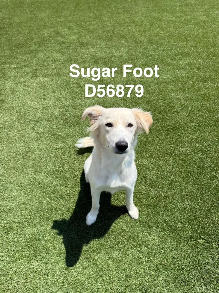 Sugar Foot