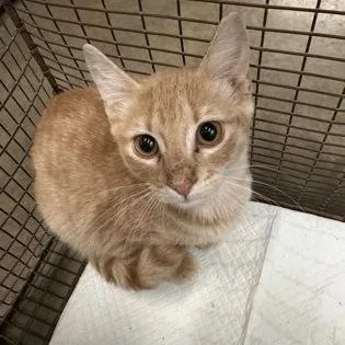 A young small-sized male Orange & White Domestic Short Hair cat named Bon Jovi for adoption in Rapid City, SD