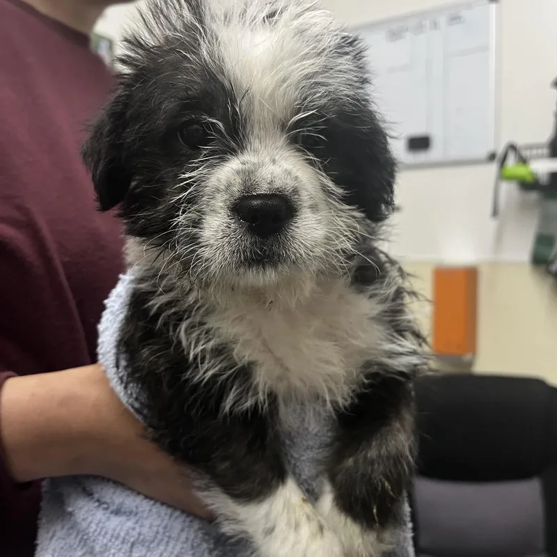 A baby small-sized female Black Terrier dog named Cookies N Cream for adoption in Point Richmond, CA